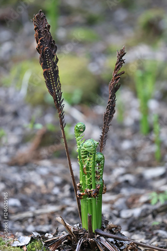 Matteuccia struthiopteris, known as ostrich fern, fiddlehead fern, or shuttlecock fern, old and new leaves in spring