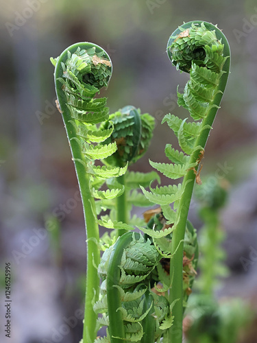 Matteuccia struthiopteris, known as ostrich fern, fiddlehead fern, or shuttlecock fern, wild plant from Finland