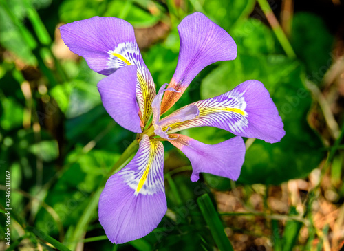 Iris unguicularis, Kretische Schwertlilie  25008.jpg photo