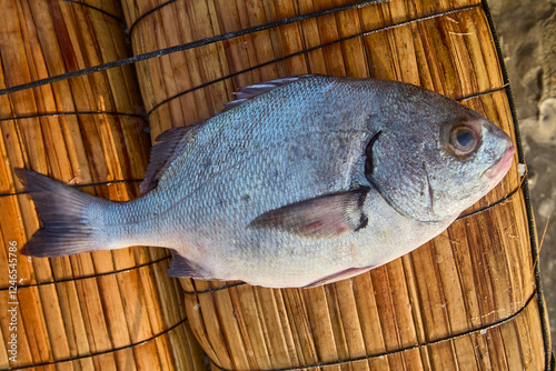 Obraz na plátně Local fishermen in Santa Rosa, Lambayeque, bring in the day's catch using caballitos de totora, ancient reed boats that have navigated these waters for millennia