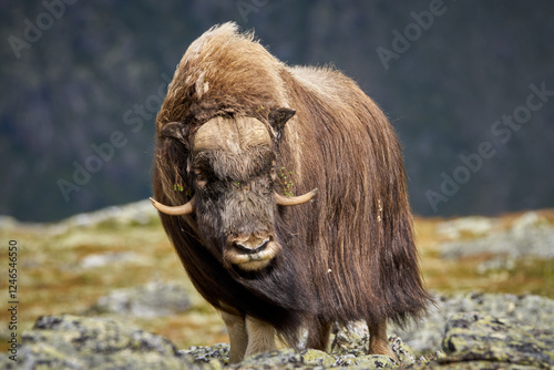 Musk ox close up