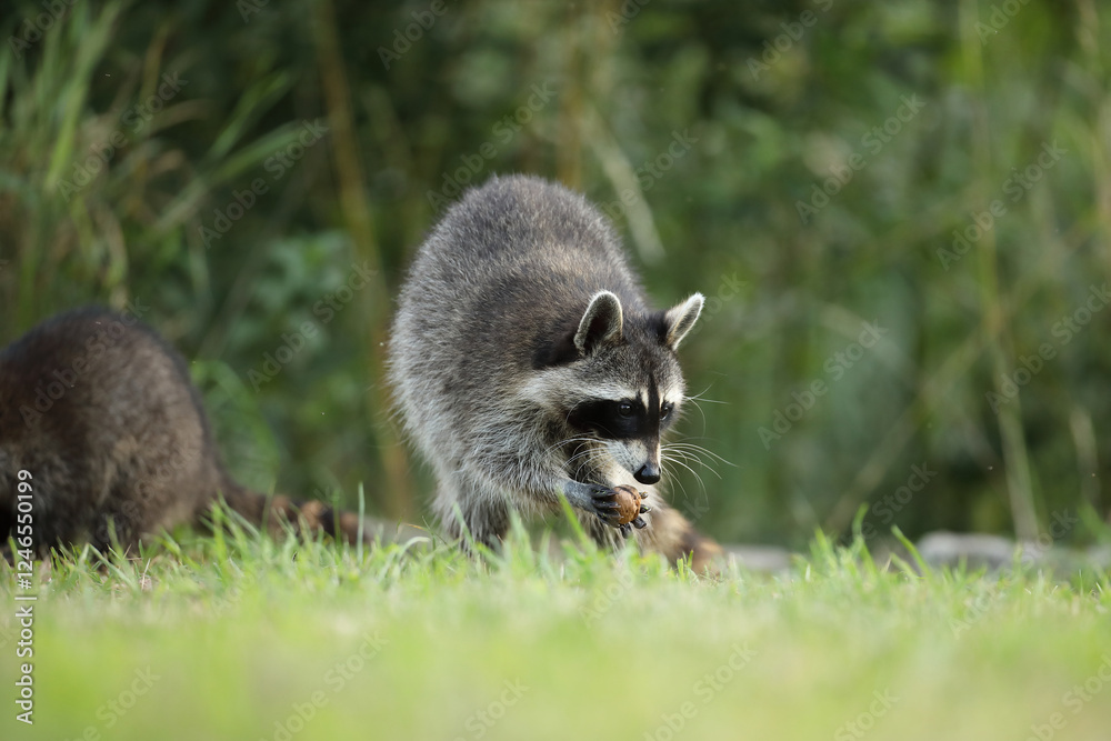 Obraz premium Szop pracz, szop amerykański, (Procyon lotor), raccoon