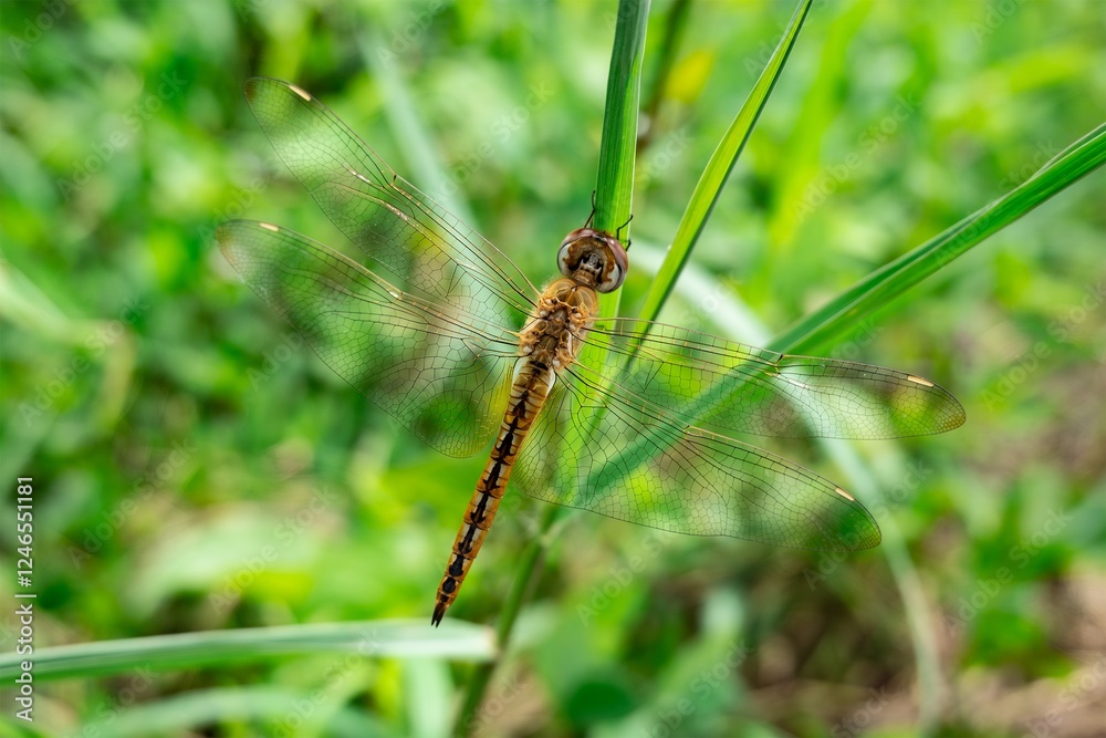 Pantala flavescens, globe skimmer wanderer dragonfly on plant in Cuba