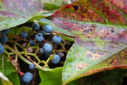 Obraz na płótnie Grape ivy (parthenocissus tricuspidata) plant, purple fruit after rain w salonie