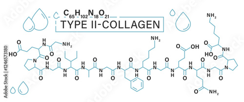 Type 2 Collagen. Editable vector illustration isolated on a white background