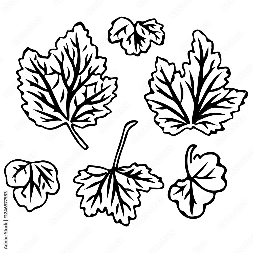 Currant leaf in doodle style. Vector illustration isolated on white background. Currant leaf in doodle style. Vector illustration isolated on white background.