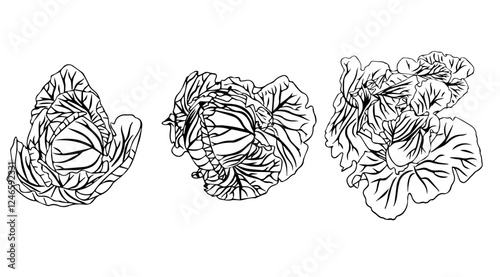 Large set of cabbage heads. Doodle style. Vector illustration isolated on white background.
