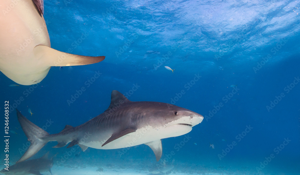 Fototapeta premium Tiger shark in crystal clear sea water.