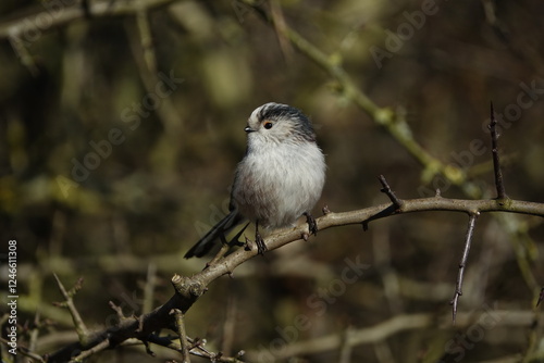 long tailed tit (Aegithalos caudatus)