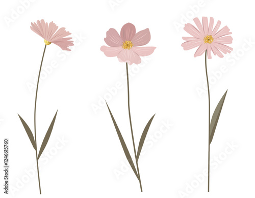Delicate wild flowers. Gentle pink flowers with shining golden centers. Meadow botanical set for wedding, birthday card.