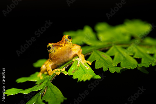 Pristimantis caryophyllaceus is sometimes known as the La Loma robber frog
