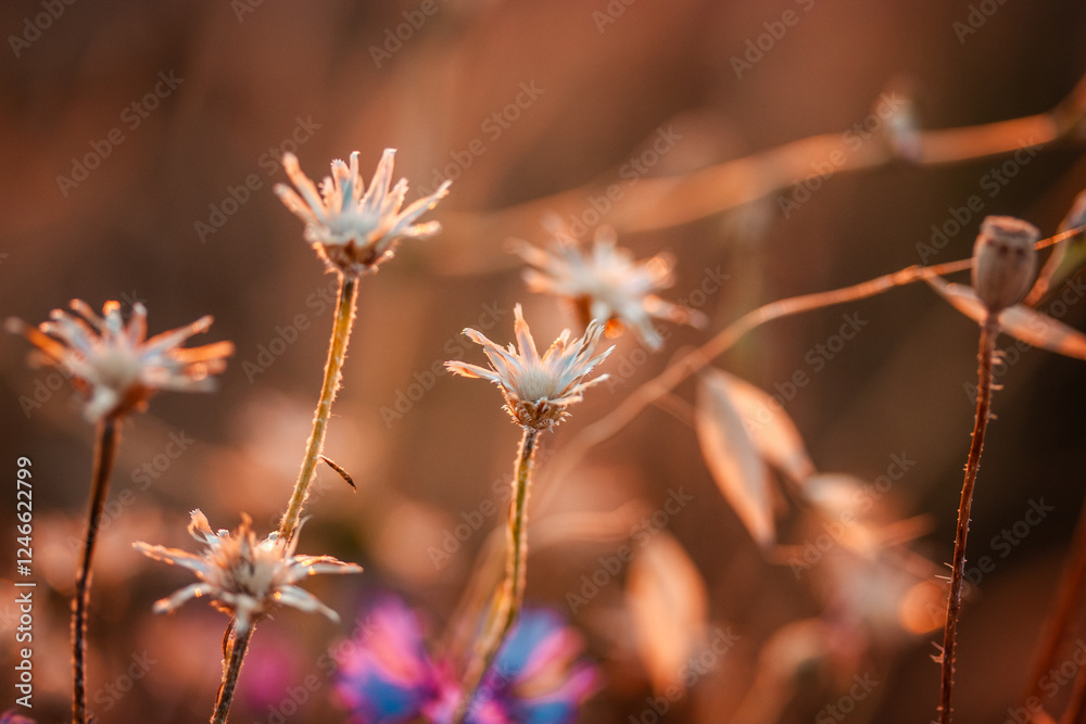 Stems of dried wildflowers, poppy buds with seeds among tall grass in sunlight in a meadow, field in summer. Wild nature macro world. Floral backdrop. Stems of dried wildflowers, poppy buds with seeds among tall grass in sunlight in a meadow, field in summer. Wild nature macro world. Floral backdrop.