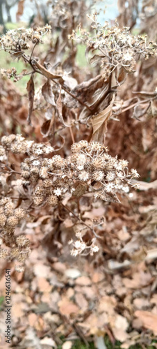 Vertrocknete Blumen photo