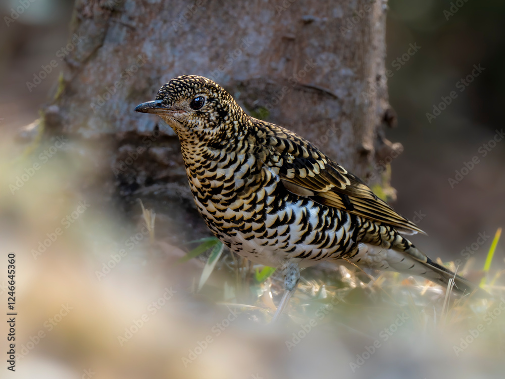 Fototapeta premium 森の中で地面に降りてエサを探しているトラツグミ