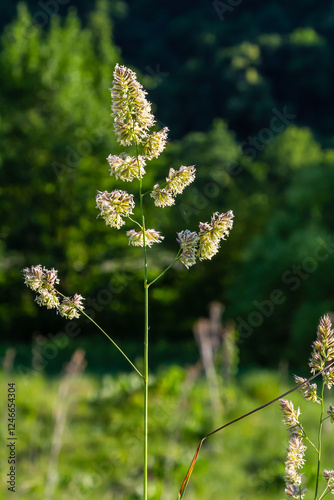 Plant Dactylis against green grass. In the meadow blooms valuable fodder grass Dactylis glomerata.Dactylis glomerata, also known as cock's foot, orchard grass, or cat grass photo