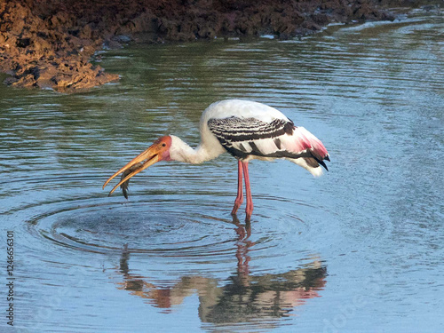 Kumana National Park Sri Lanka photo