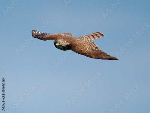 Juvenile Shikra [sparrowhawk] soaring at Khao Dinsor, Chumphon Thailand.  photo