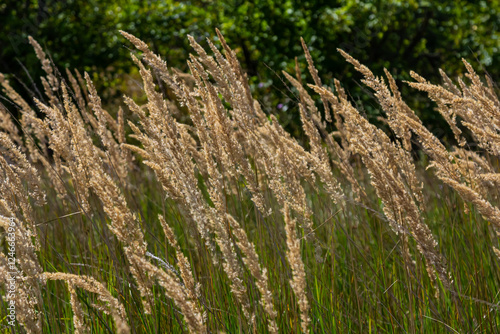 Inflorescence of wood small-reed Calamagrostis epigejos on a meadow photo