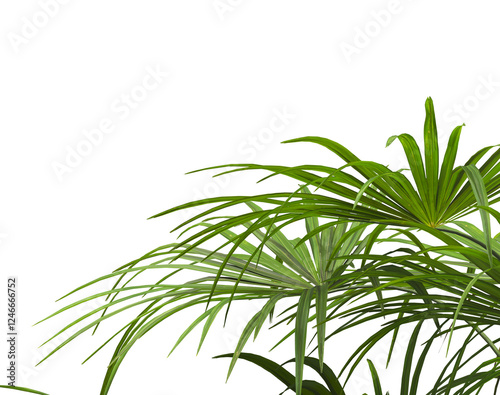 corner palm Tree branch isolated on white background. also known as the Rhapidophyllum hystrix, European fan palm, Phoenix roebelenii, dwarf date palm, pygmy date palm, robellini palm, needle palm. photo