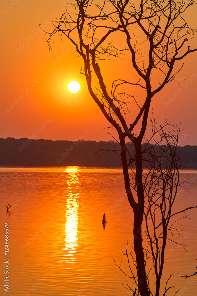 A flooded African landscape bathed in the golden hues of a breathtaking sunset reminds us of life's contrasts.Beauty in adversity, calm amidst turmoil. A flooded African landscape bathed in the golden hues of a breathtaking sunset reminds us of life's contrasts.Beauty in adversity, calm amidst turmoil.