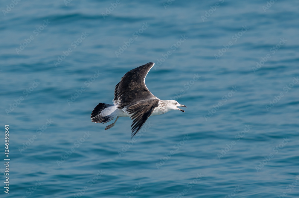 Black-backed gull flying over the sea Black-backed gull flying over the sea