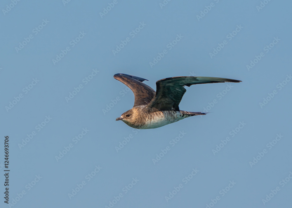 Obraz premium Parasitic and Pomarine jaeger flying in the sea