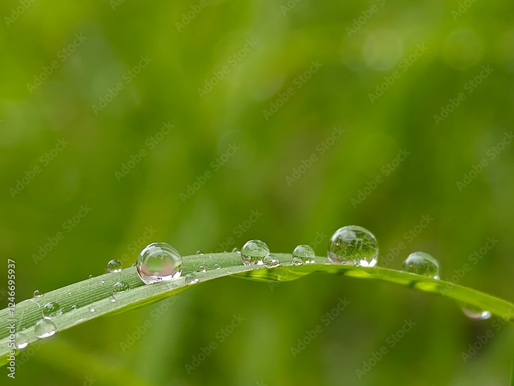 Beautiful and transparent natural dew drops or rain on fresh grass leaves. Close-up macro detail. Beautiful and transparent natural dew drops or rain on fresh grass leaves. Close-up macro detail.