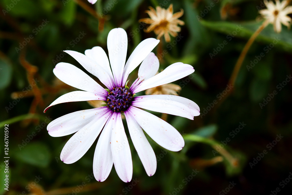 Flor de campo: esencia de la tierra mexicana Flor de campo: esencia de la tierra mexicana
