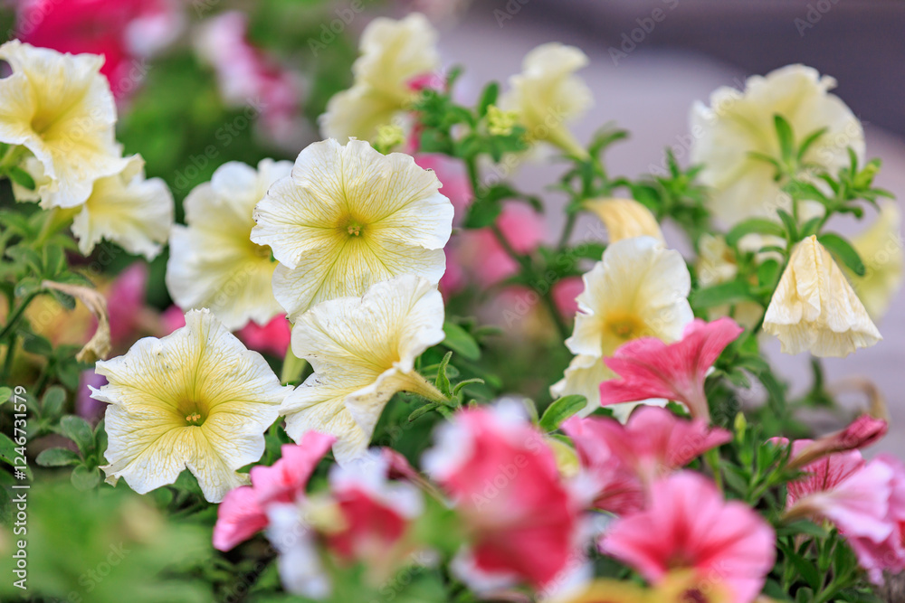 Vibrant garden with yellow and pink petunias in full bloom Vibrant garden with yellow and pink petunias in full bloom