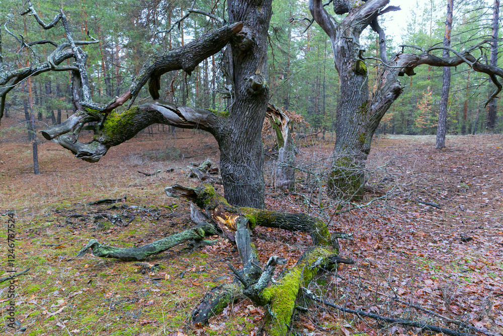 old dead tree in forest