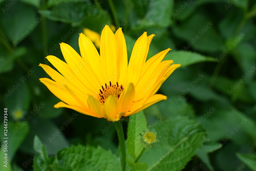 Bright Yellow Heliopsis Flower in Full Bloom Bright Yellow Heliopsis Flower in Full Bloom