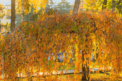 A tree with leaves that are orange and yellow