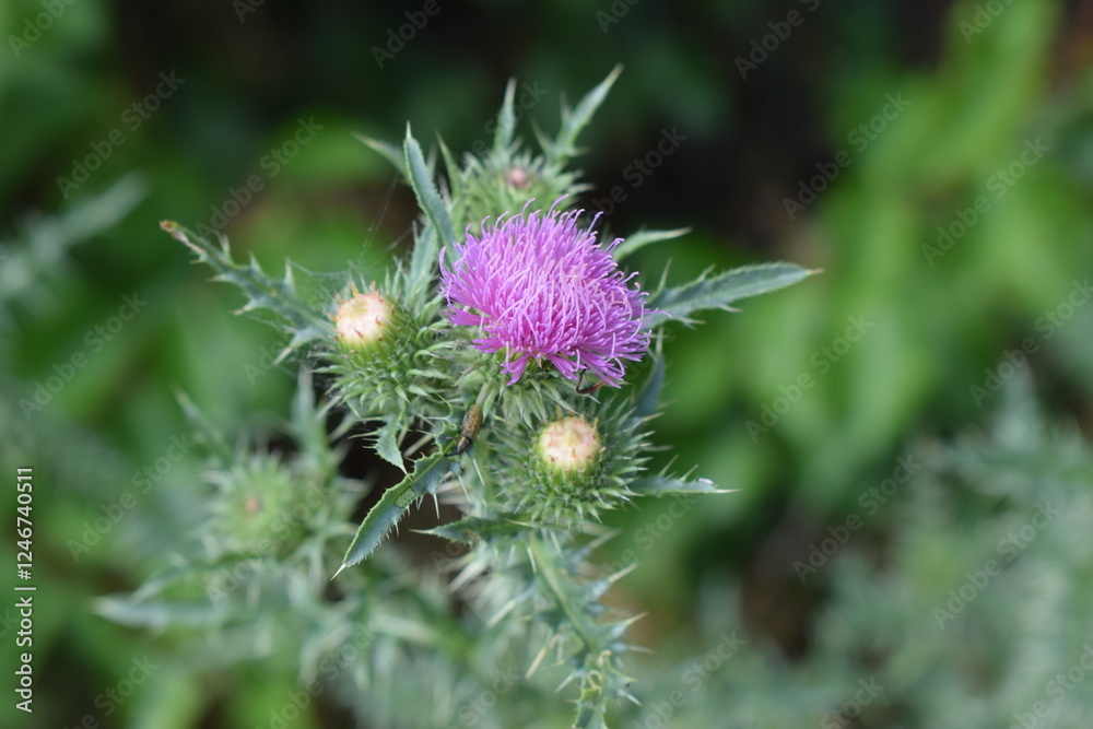 A thistle flower with purple petals and still closed buds. Thorny Beauty of Wild Nature A thistle flower with purple petals and still closed buds. Thorny Beauty of Wild Nature