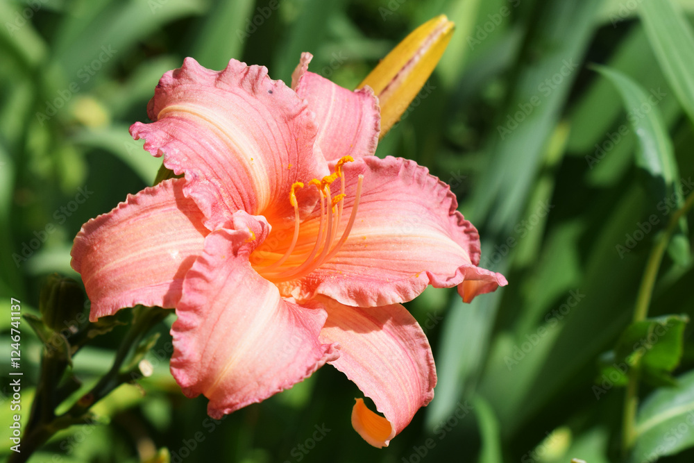 Fototapeta premium Ruffled Pink Daylily in Garden Setting