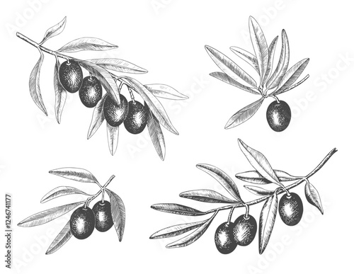 Hand drawn olive tree branch set with olive fruit and leaves. Vintage botanical vector collection isolated on white background. Engraved style. Botanical sketch in retro engraved style.