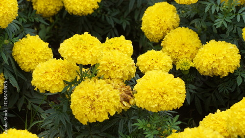 Tagetes erecta (Cocok botol, Tahi kotok, cocok botol, african marigold, Tagetes erecta, the Aztec marigold, Mexican marigold, big marigold, cempaxochitl, cempasuchil) flower