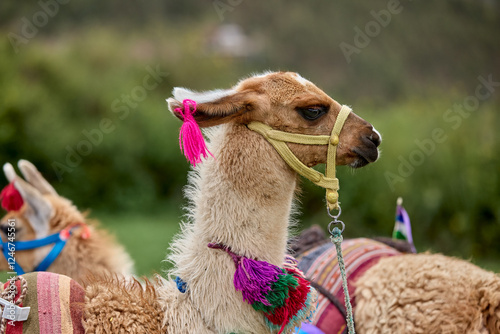 Llamas are domesticated animals that have been used by Andean cultures for centuries as pack animals and for their wool. They belong to the camelid family. Cusco Peru photo