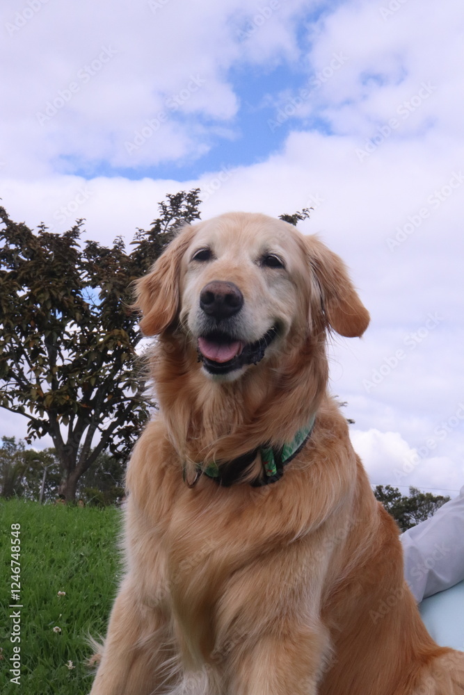 can, cachorro, animal doméstico, canino, lomito. Raza: linaje, variedad, tipo, ascendencia, estirpe. Paseo: caminata, recorrido, vuelta, salida, itinerario, paseo recreativo. Salida: escapada, excursi can, cachorro, animal doméstico, canino, lomito. Raza: linaje, variedad, tipo, ascendencia, estirpe. Paseo: caminata, recorrido, vuelta, salida, itinerario, paseo recreativo. Salida: escapada, excursi