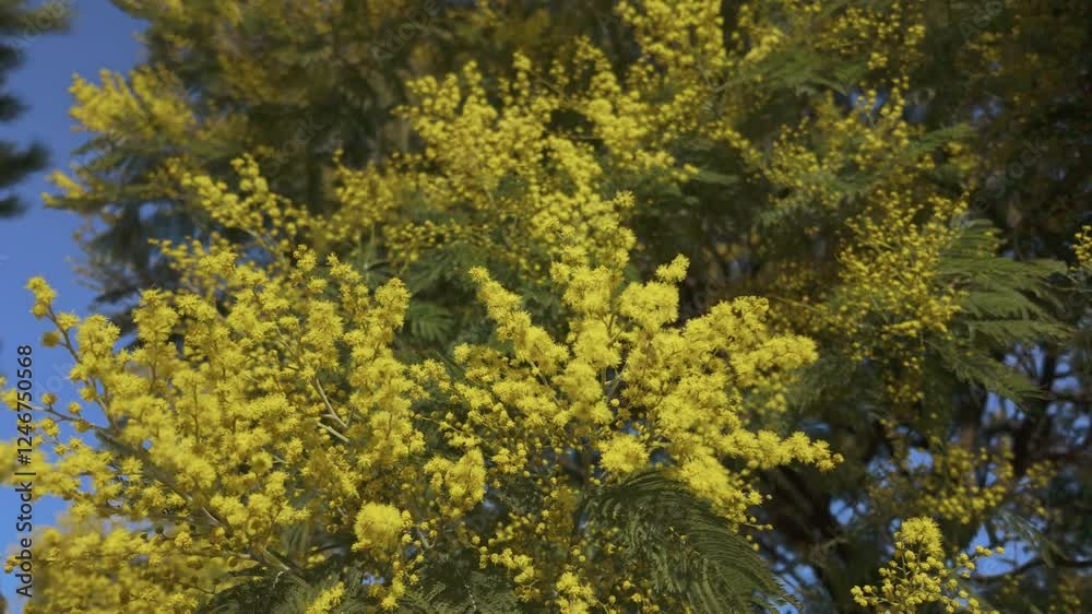 Blossoms mimosa branches against a blue sky. Blossoms mimosa branches against a blue sky.