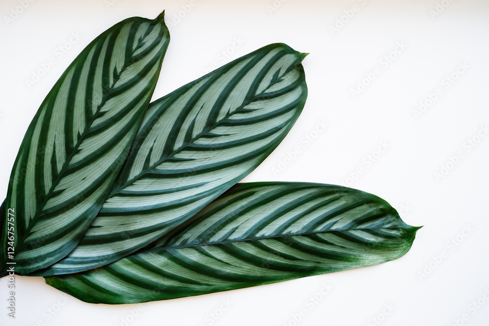 Calathea zebrina leaves on white background