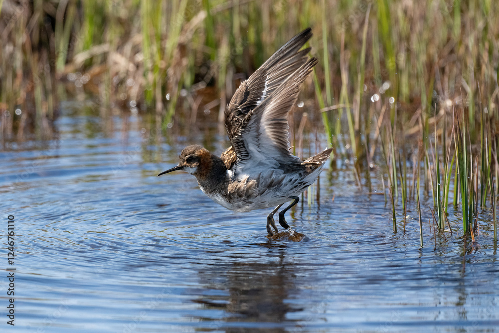 Fototapeta premium Phalarope à bec étroit prenant son envol dans une zone humide en Islande