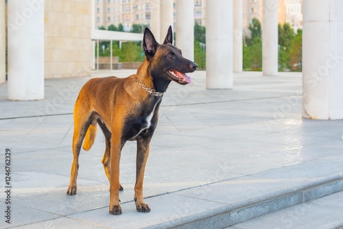 Portrait of a Malinois dog on the street