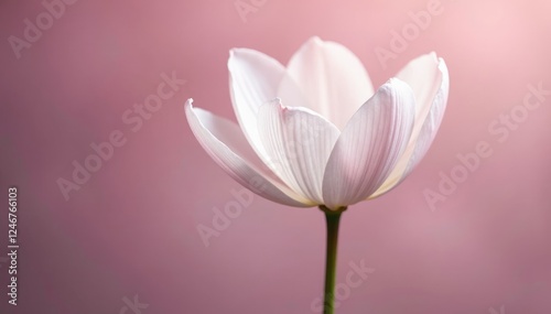 delicate white petals unfolding on a soft pink stem, petals, soft, nature