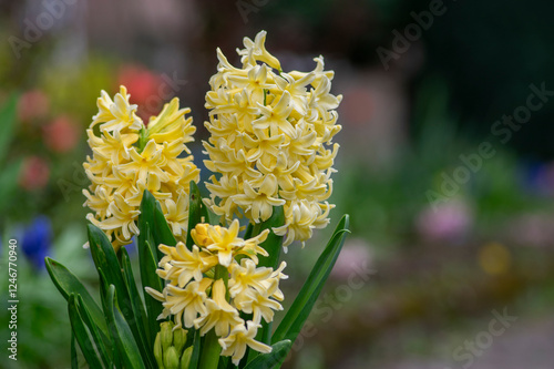 Hyacinthus orientalis ornamental beautiful springtime flowering plant, group of colorful bright flowers in bloom photo