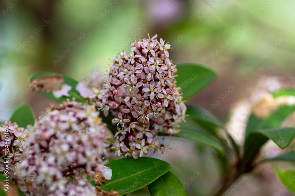 Skimmia japonica rubella japanese flowers in bloom, beautiful ornamental early spring ping white flowering shrub with buds