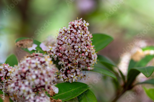 Obraz na płótnie Skimmia japonica rubella japanese flowers in bloom, beautiful ornamental early spring ping white flowering shrub with buds w salonie