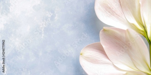 Delicate Calla Lilies on Bl...