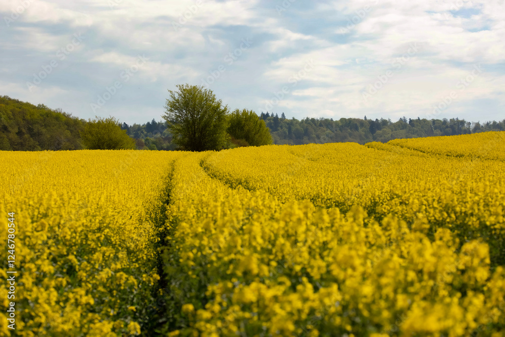 Weites Rapsfeld in voller Blüte unter bewölktem Himmel, erstreckt sich bis zum Horizont, mit einem Wald im Hintergrund Weites Rapsfeld in voller Blüte unter bewölktem Himmel, erstreckt sich bis zum Horizont, mit einem Wald im Hintergrund