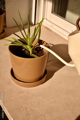 Aloe on the windowsill and watering for it