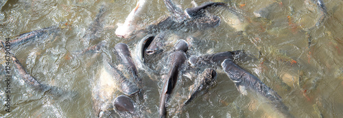 Принти на полотні Panorama view large surface circle of Pangasius bocourti basa fish or swai at wa